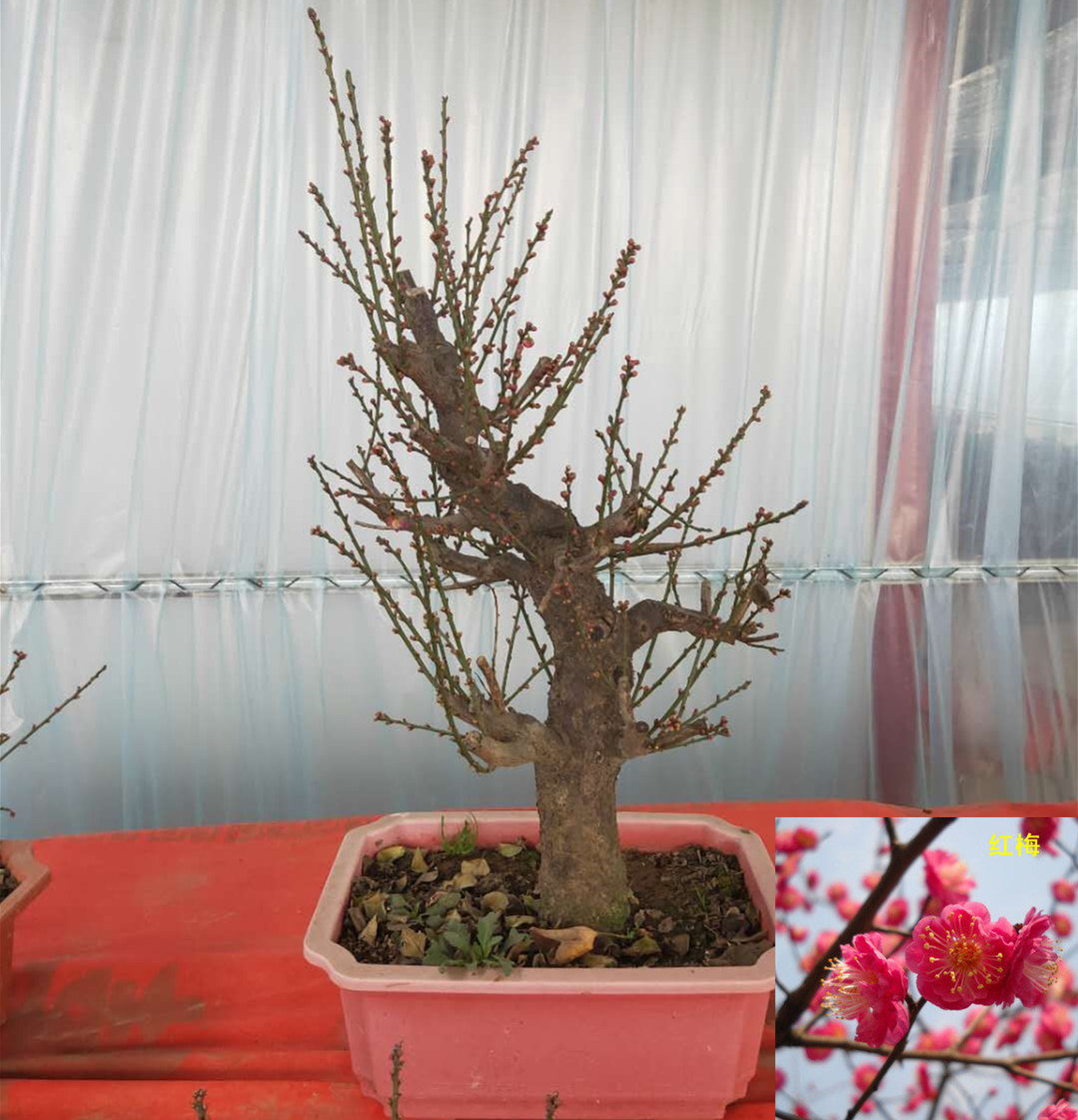红梅盆景 梅花老桩 绿梅腊梅盆栽盆景 阳台庭院花卉盆栽耐寒花卉