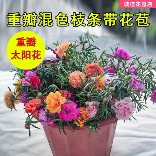 【带跟选色】重瓣太阳花花苗宿根带花苞易活好养耐热盆栽满10包邮