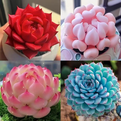 新款多肉组合蓝巴黎白冰玉侧影