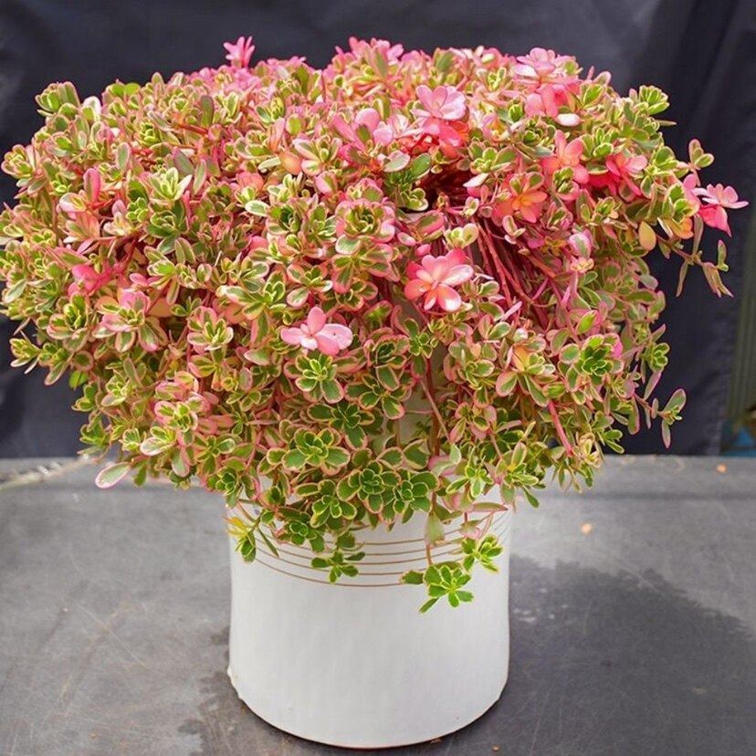 太阳花锦多肉植物 新手马齿苋会开花 室内盆栽绿植花