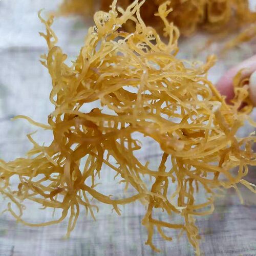 潮汕特产胶菜干货菜甜品海菜