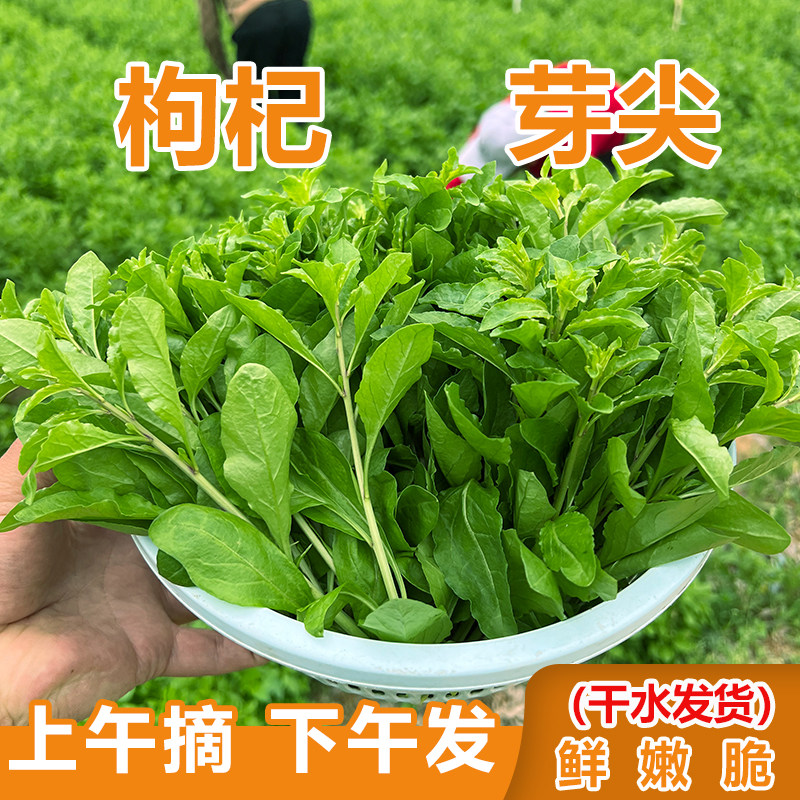 广西桂林枸杞芽菜芽枸杞芽枸杞头嫩尖新鲜新鲜现摘现发小叶枸杞芽,水产肉类/新鲜蔬果/熟食,叶菜类,淘宝优惠券,粉丝福利购,淘宝优惠卷