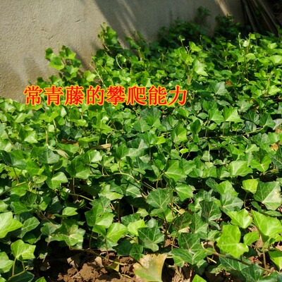 常春藤苗吊兰植物盆栽常青藤苗长青长春藤花卉苗木爬墙爬山虎包邮