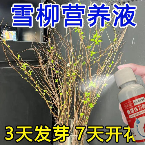 【急救】雪柳水培营养液专用肥料干枝不发芽不开花掉叶促生长