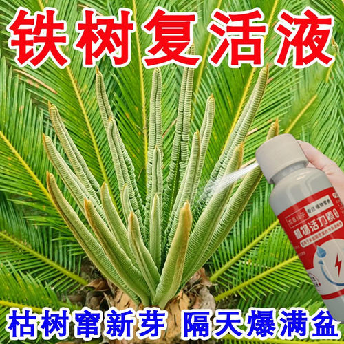 铁树专用肥料营养液室内盆栽植物营养液通用型治叶子发黄