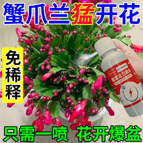【爆花王】蟹爪兰专用营养液防干瘪黄叶催开花延长花期壮根促苗肥