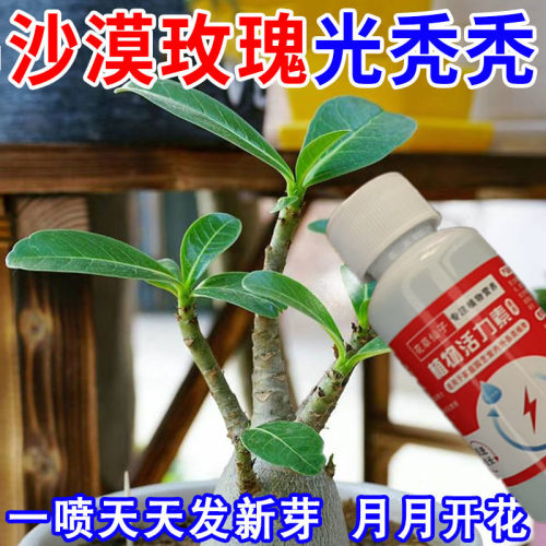 急救沙漠玫瑰多肉黄叶不开花掉叶子焦边促生长催花延长花期营养液