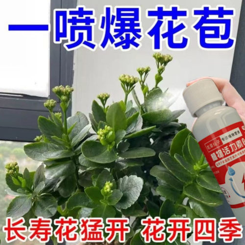 长寿花专用营养液免稀释催花促花肥盆栽专用肥开花肥料喷施叶面肥