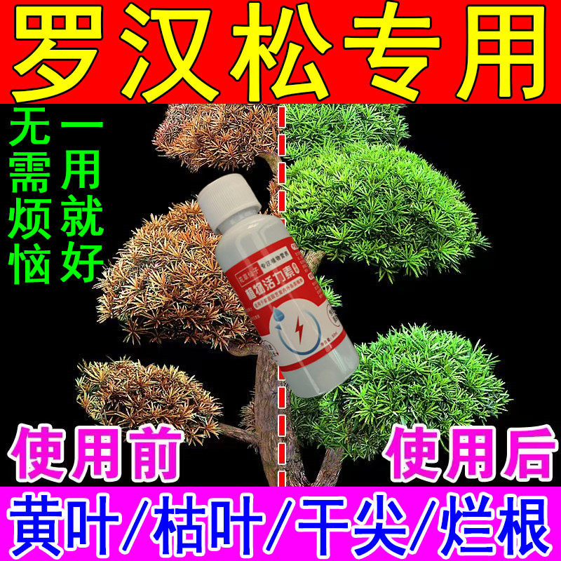【蹭蹭长】罗汉松专用肥壮根促苗增肥促芽防黄叶枯萎长势慢营养液