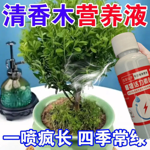 【急救】清香木营养液防黄叶防蚊草叶面肥清香木肥料胡椒木肥料