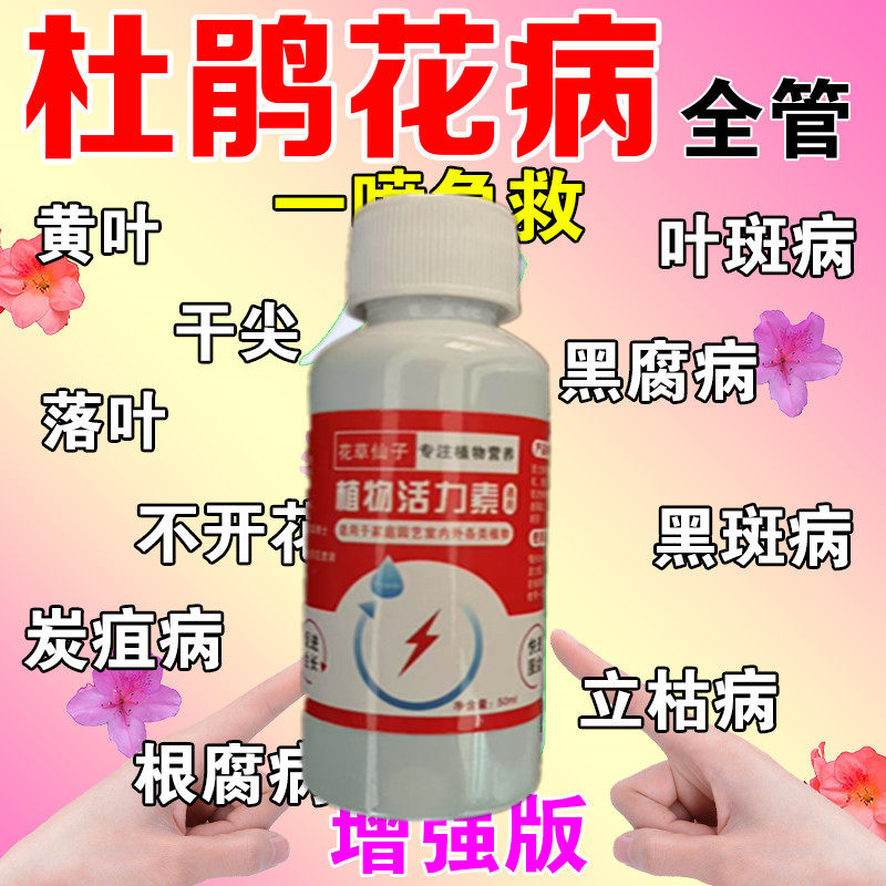 营养液植物通用型杜鹃花枯黄怎么办】杜鹃花专用营养液家用肥料黄
