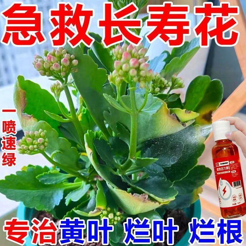 【急救】长寿花专用营养液催花促花苞防黄叶掉苞烂根营养液