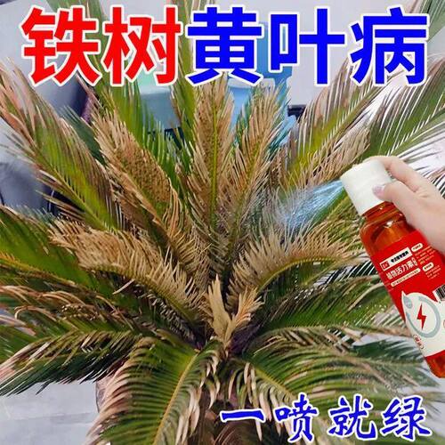 【高效】铁树专用营养液促生长防黄叶烂根径杆黄开花专用肥
