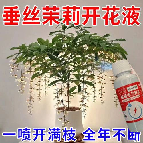 垂丝茉莉营养液治黄叶下垂落叶不开花专用液体免稀释肥急救枯萎