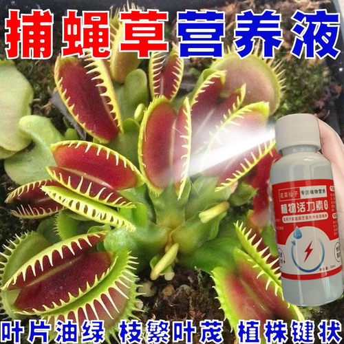 【叶肥】捕蝇草专用营养液治黑腐病打蔫烂根植株矮小软枯萎急救