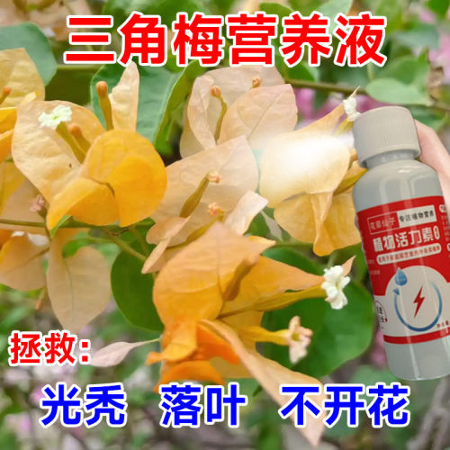 【一喷就开】三角梅专用营养液催花花团大磷酸二氢钾专用肥新型肥