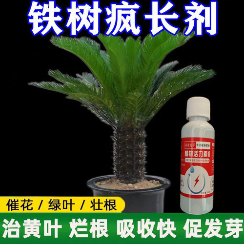 【一喷绿】治铁树黄叶黑斑促生长叶面肥铁树烂根斑点病专用营养液