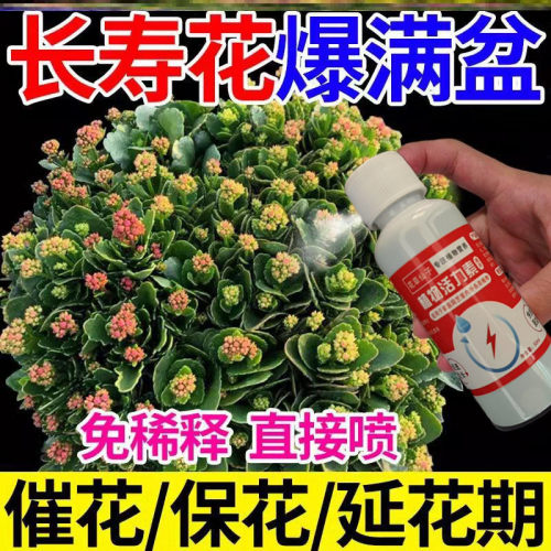 【爆满盆】长寿花专用肥花多多治黄叶增花蕾延花期通用型营养液