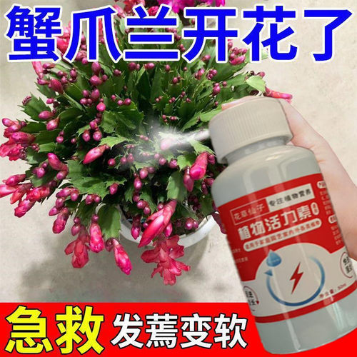 蟹爪兰专用肥促花养花嫁接仙人掌室内盆栽扦插发蔫烂根植物营养液
