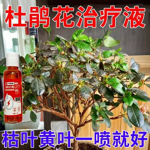 杜鹃花营养液【急救】专治黄叶落叶枯萎花开整月专用有机肥