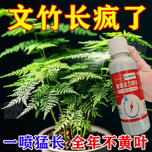 文竹专用肥营养液治叶子发黄枯瘦干尖烂根落叶促生长