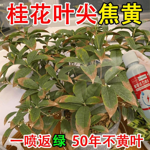 桂花营养液死树复活生根剂药水强力树苗营养液嫁接移栽专用营养液