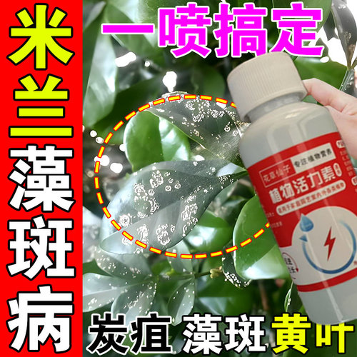 米兰花专用肥料叶子白斑白点发霉掉叶黄叶炭疽病专用营养液