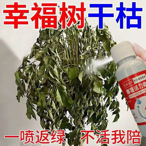 绿植营养液通用幸福树掉叶子专用肥料叶子发黄防枯叶掉叶子平安树