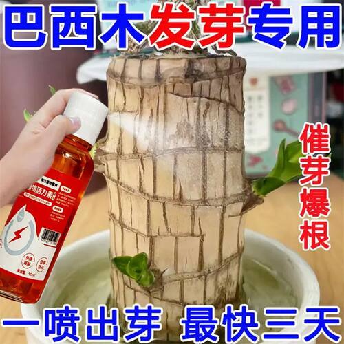 【爆芽快】巴西木专用营养液水养土培生根催发芽促开花植物有机肥