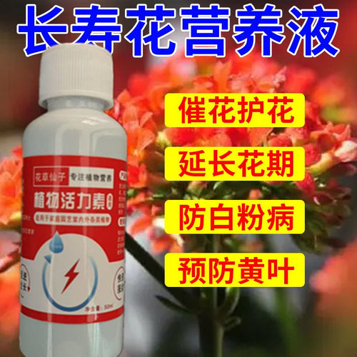 长寿花营养液促开花延花期长花苞防掉苞黄叶长寿花专用营养液