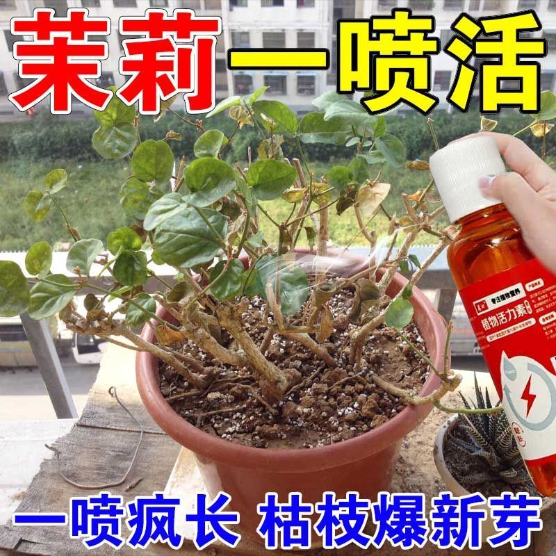 专治茉莉干枯营养液枯枝僵苗生长慢黑叶枝条细软催花专用肥