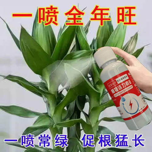 富贵竹专用营养液紫竹鸿运当头节节高转运观音竹水培土培家用盆栽