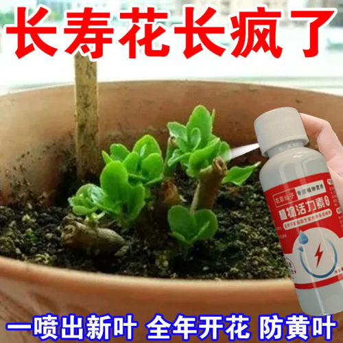 长寿花专用免稀释营养液促开花爆满盆通用型花卉养花喷施叶面肥料