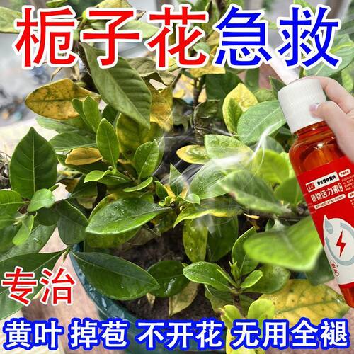 急救】栀子花营养液专用肥叶子发黄枯萎掉苞不开花花卉通用催开花
