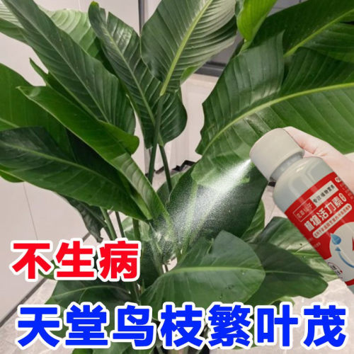天堂鸟营养液浓缩专用肥家用喷叶花肥料养花花卉液体肥复合有机肥