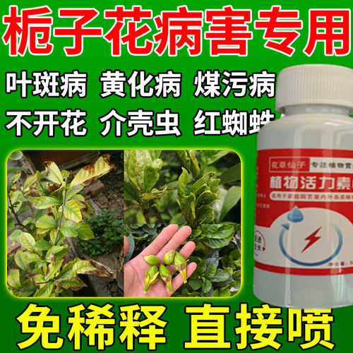 栀子花营养液专用肥防黄叶烂根掉花苞营养液