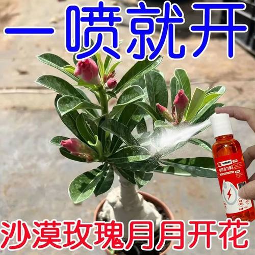 【一喷就开】沙漠玫瑰营养液专治黄叶干尖不开花花开不败专用肥料
