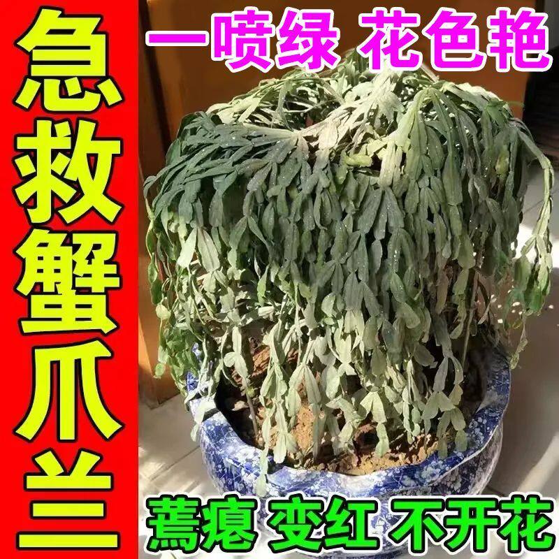【爆花王】蟹爪兰专用营养液催花拯救叶子干瘪四季开花专用肥