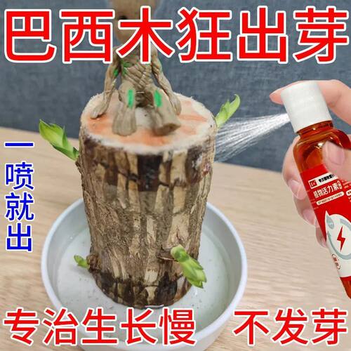 巴西木营养液专用促芽剂助生长生根发芽治生长缓慢不发芽黄叶肥料
