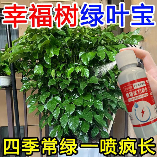 免稀释幸福树专用肥料营养液室内绿植盆栽植物花肥通用治掉叶黄叶