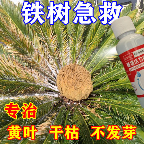 铁树专用营养液防黄叶烂根促发芽助增长肥料治枯萎卷叶干尖复活液