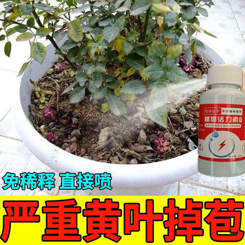 【爆花苞】月季玫瑰营养液防黄叶不开花催花爆花发新芽专用肥