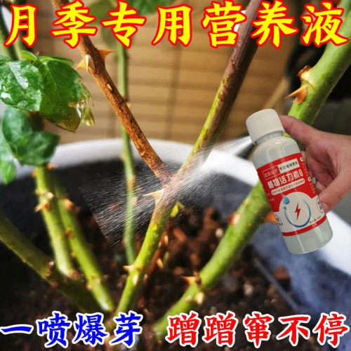 花卉绿植通用营养液【不用稀释】月季专用肥防黄叶不开花催花爆花
