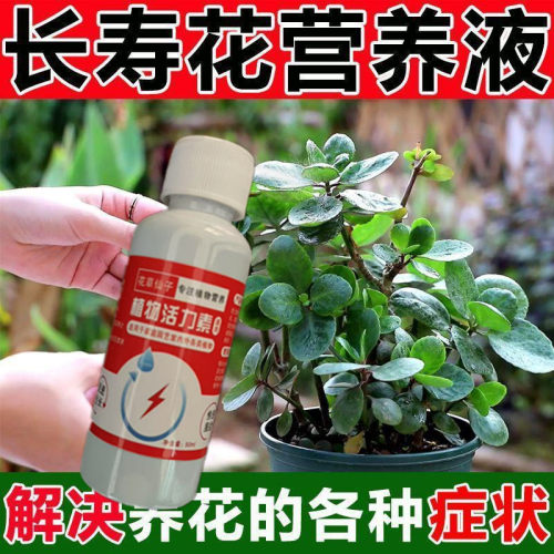 【免稀释】长寿花专用营养液家用养花肥料促开花防病害盆栽通用型
