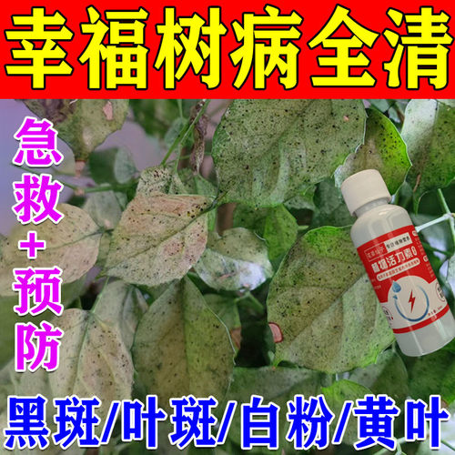 绿植营养液通用幸福树掉叶子专用肥料叶子发黄防枯叶掉叶子平安树