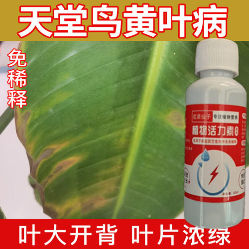 天堂鸟专用肥料黄叶卷边裂开营养液叶子发黄家用室内盆栽植物花肥