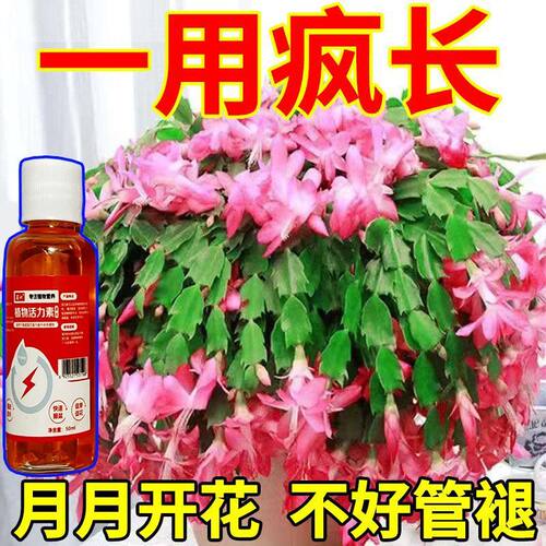【软烂急救】蟹爪兰家庭营养液卷叶发蔫软烂黄叶不开花壮根浓缩肥