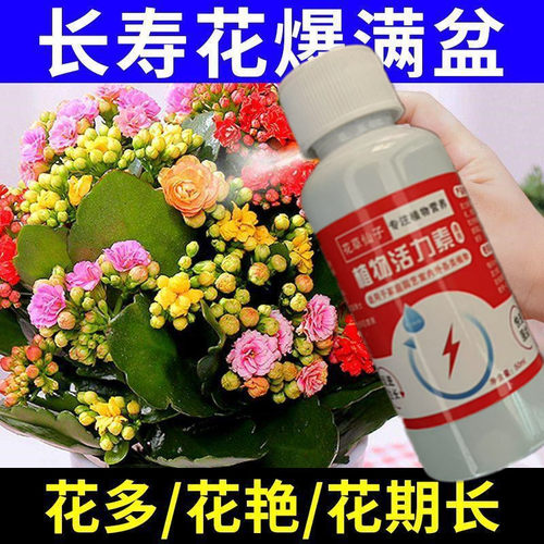 长寿花专用肥花多多治黄叶增花蕾延花期通用型营养液