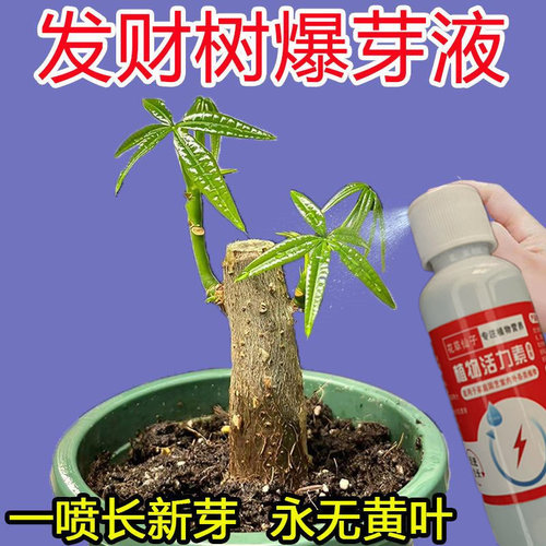 【厂家直发】发财树营养液防黄叶烂根壮苗生根一喷绿专用肥免稀释