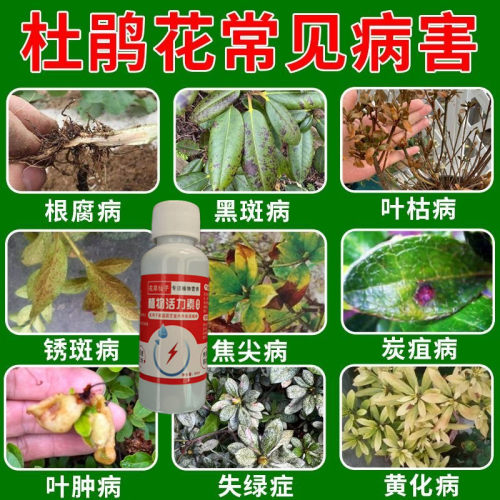 杜鹃花烂根专用药防治不开花掉花苞叶枯病植物活力素浓缩营养液肥